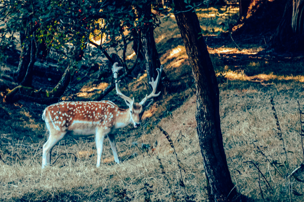 Chateau des aventuriers