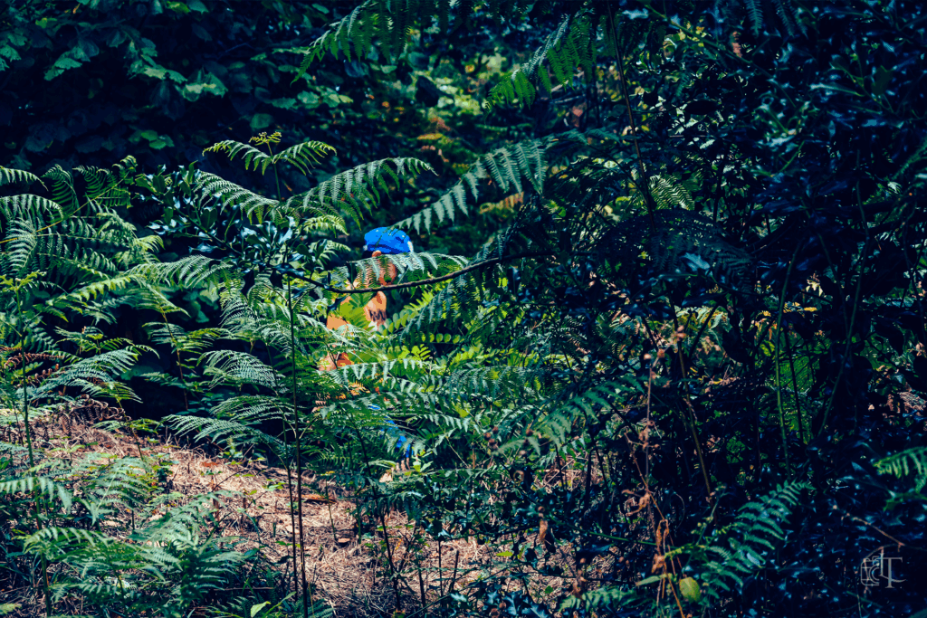 Domaine de la Garenne Lemot