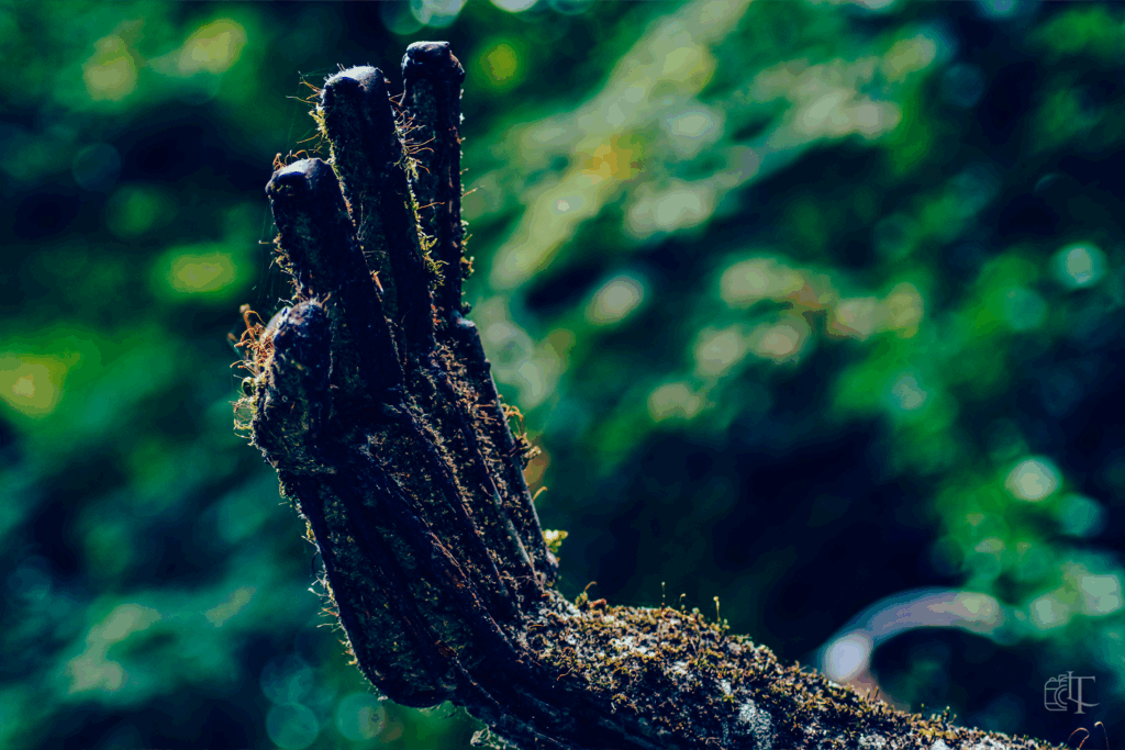 Naïa Museum – Rochefort-en-Terre